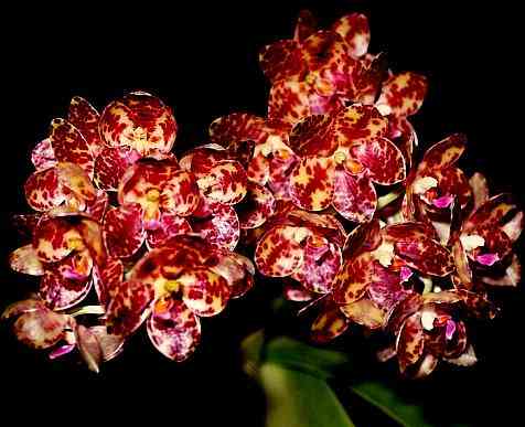 Phalaenopsis gigantea 